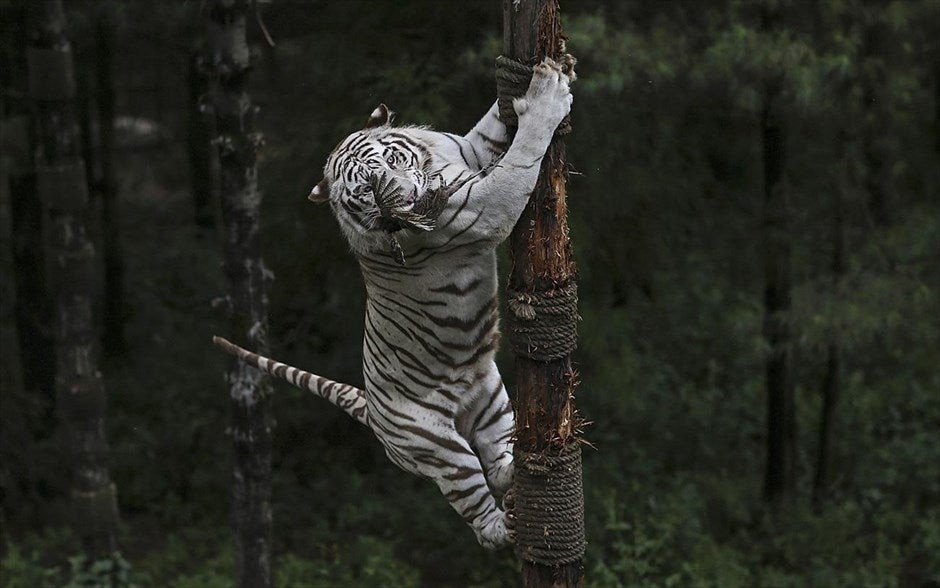 «Συμμορία» από τίγρεις της Βεγγάλης επιτίθεται σε μια λευκή τίγρη (βίντεο)